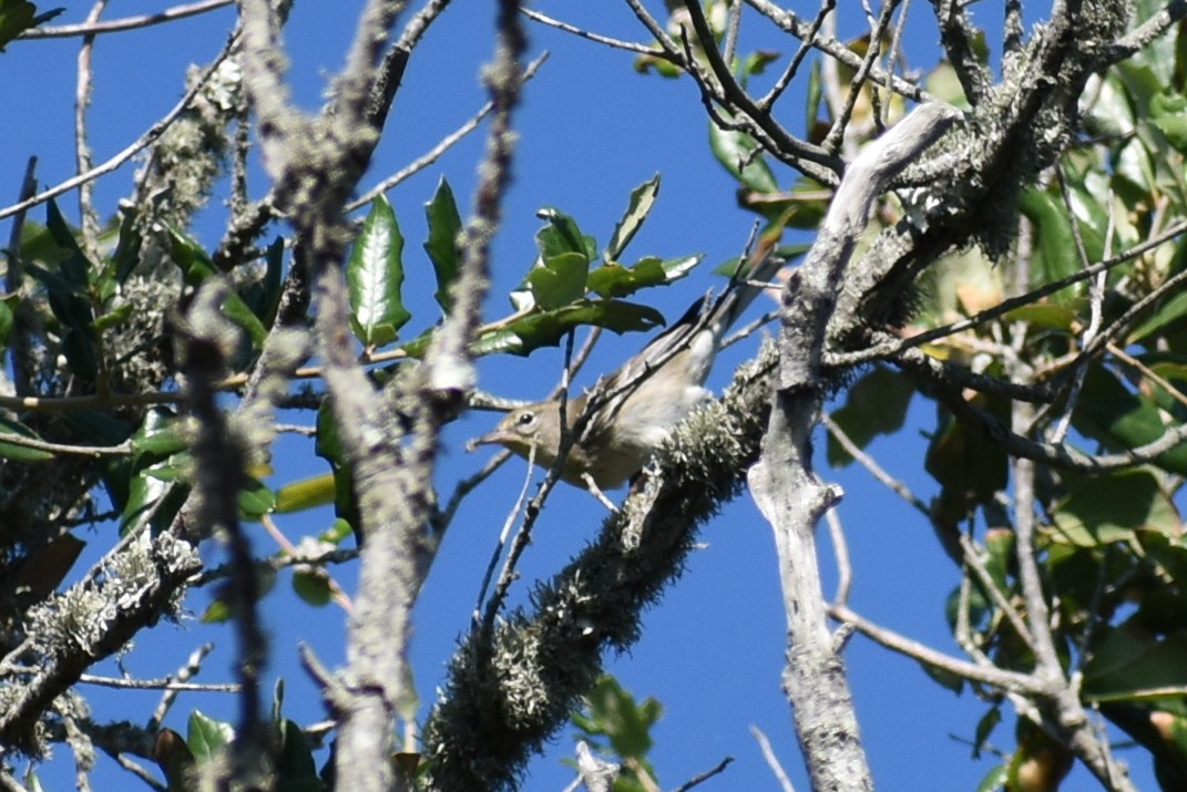 Bay-breasted Warbler - ML624240976