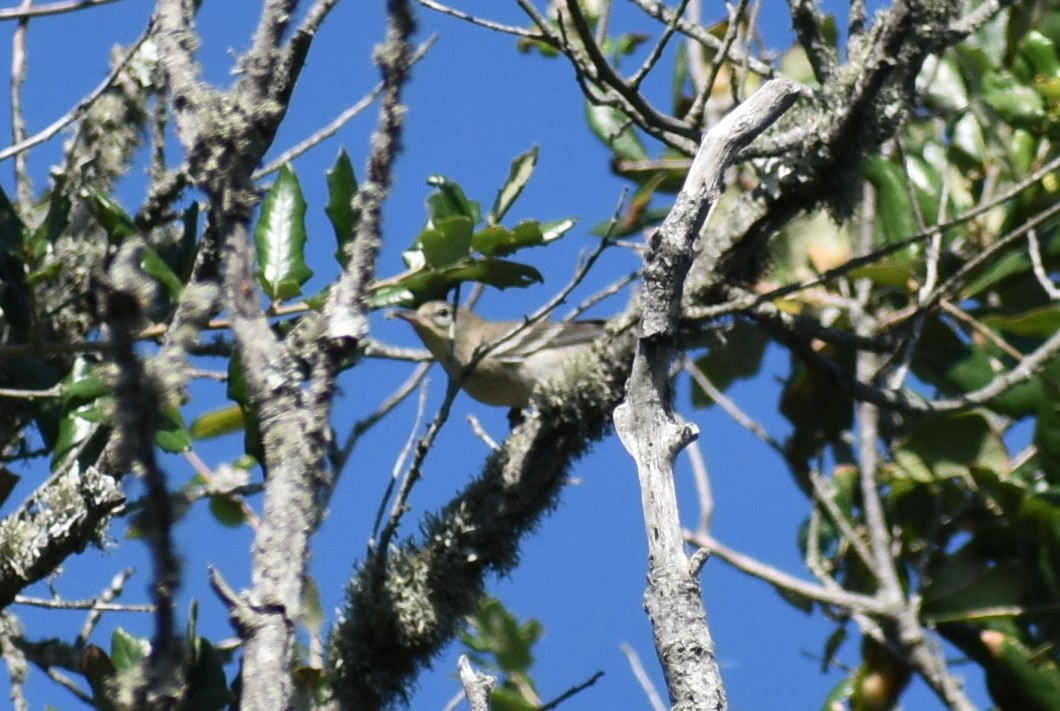 Bay-breasted Warbler - ML624240983