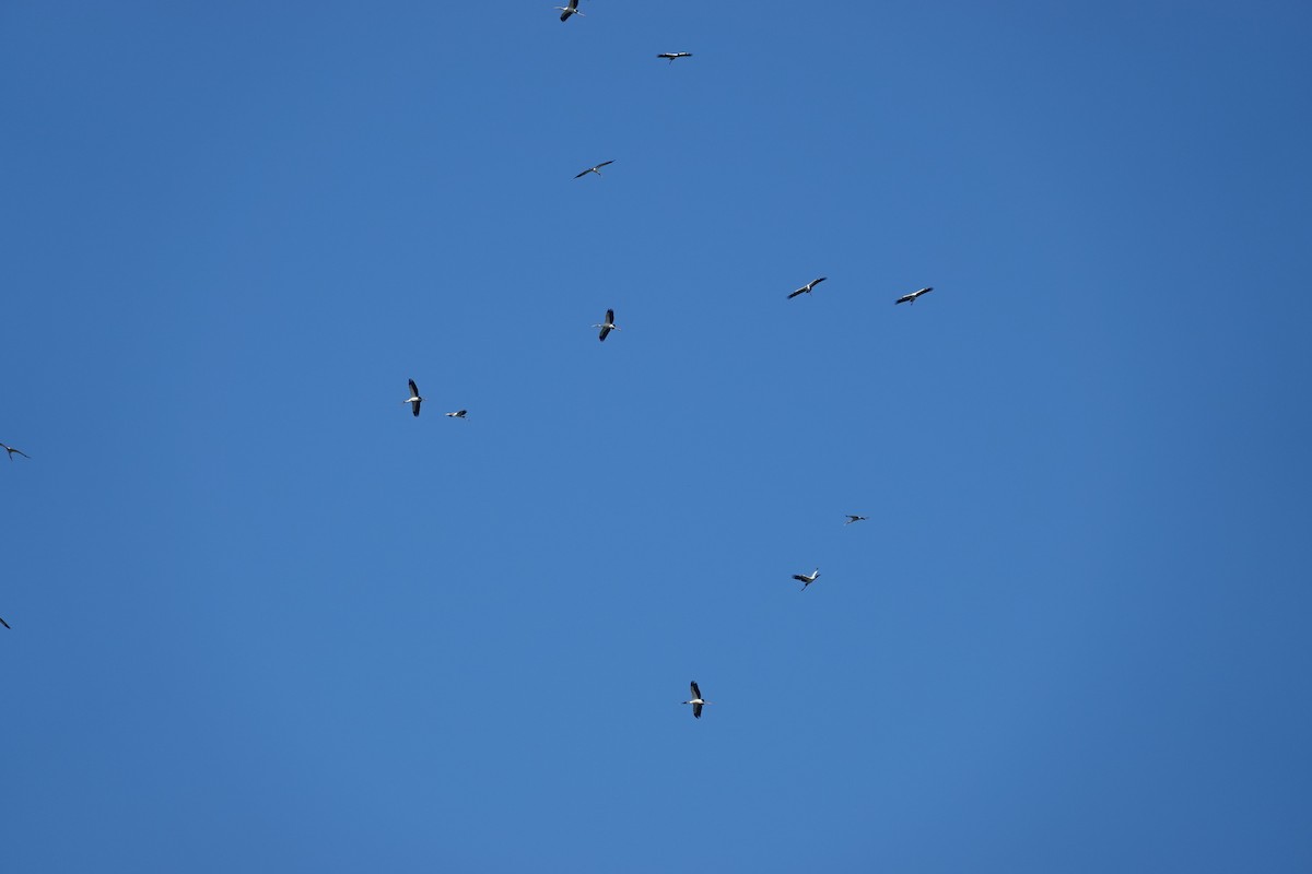 Wood Stork - ML624240994