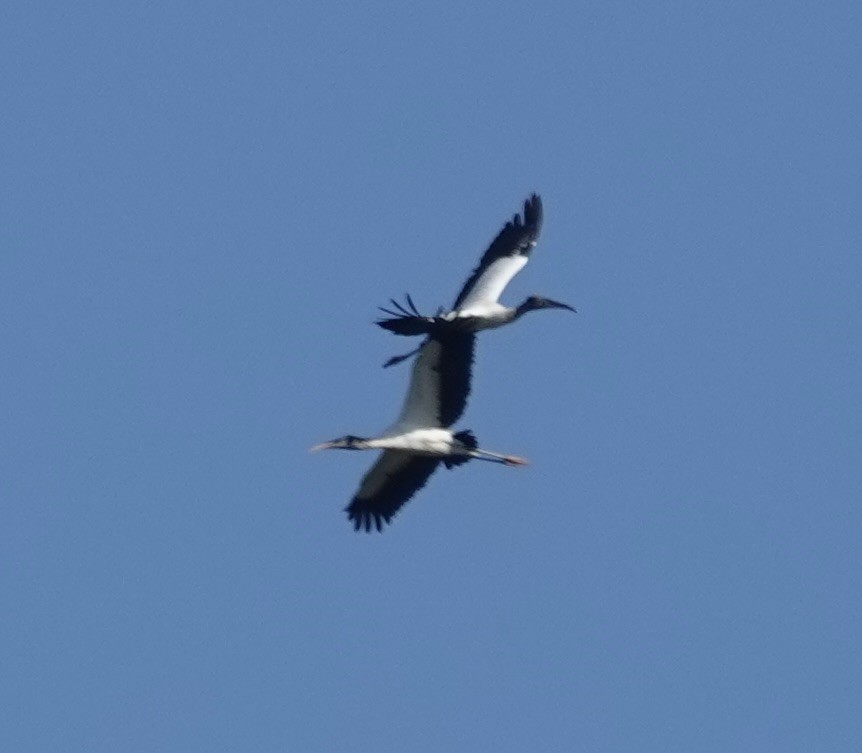 Wood Stork - ML624240998