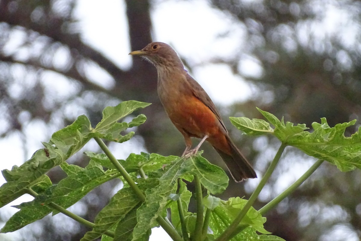 Rufous-bellied Thrush - Eduardo Ghiberto