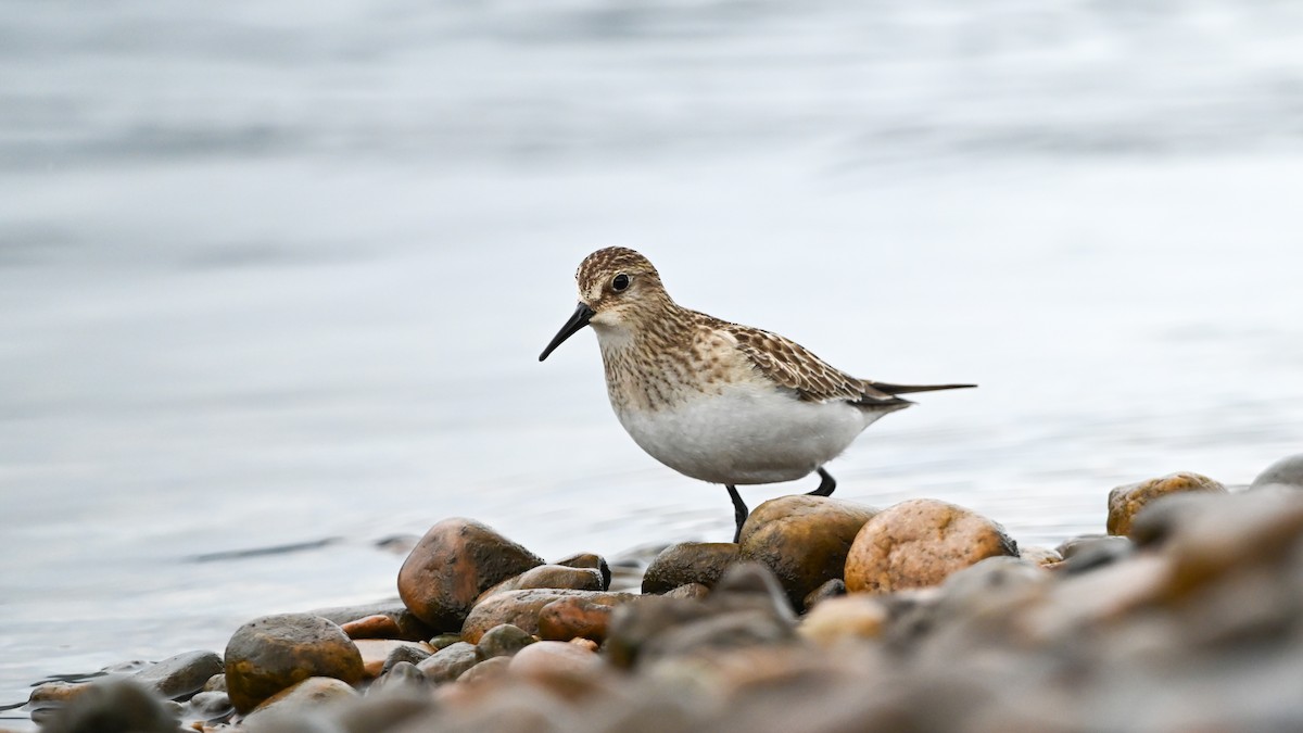 gulbrystsnipe - ML624241011