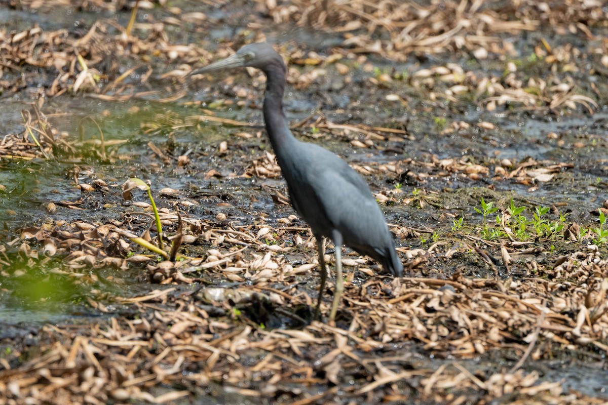 Little Blue Heron - ML624241015