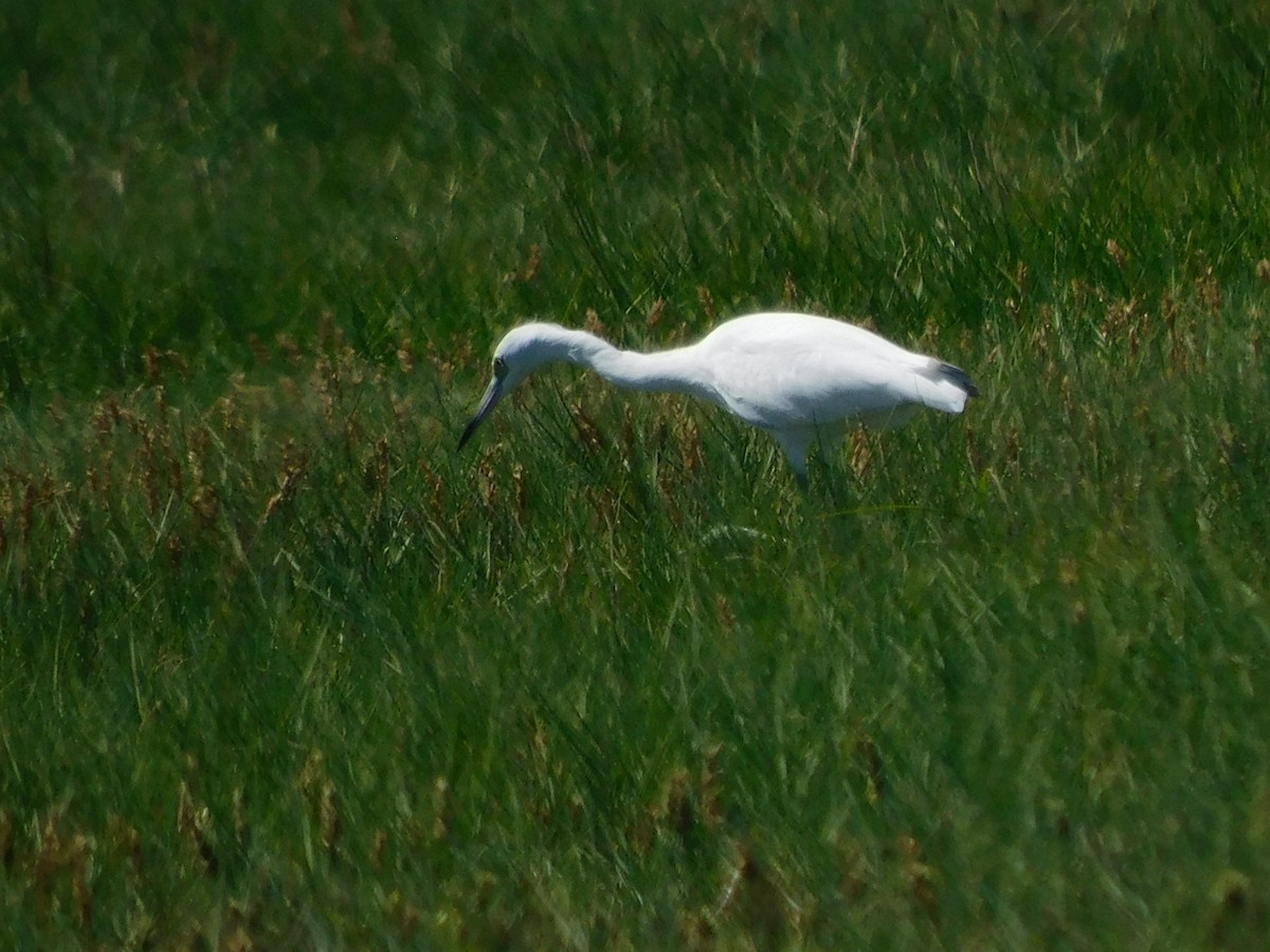 Little Blue Heron - ML624241056