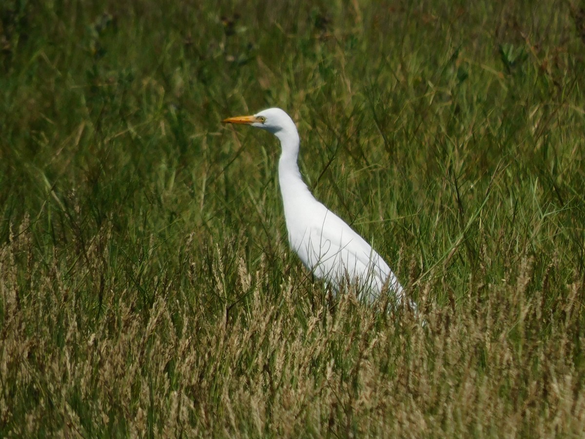 Western Cattle Egret - Kathy Rhodes