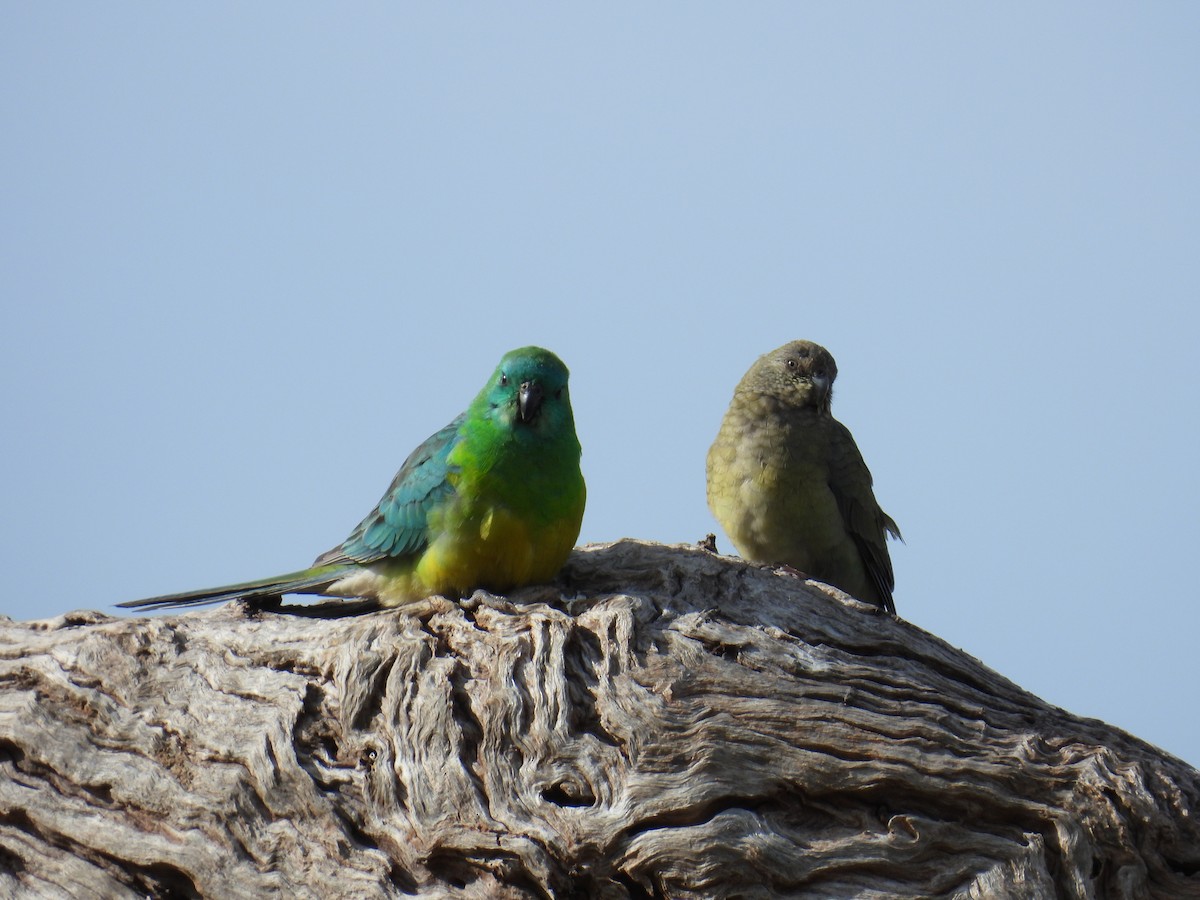 Red-rumped Parrot - ML624241103