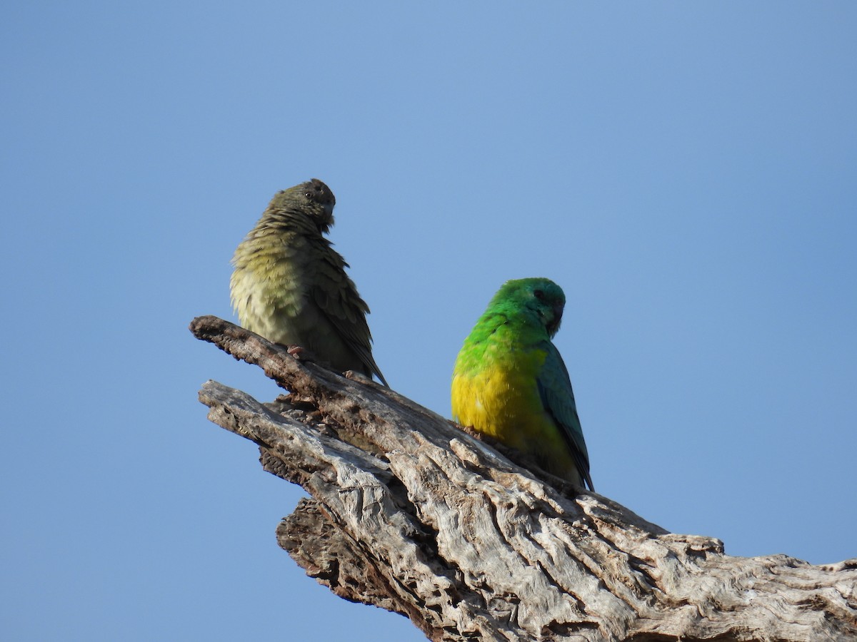 Red-rumped Parrot - Kerry Vickers