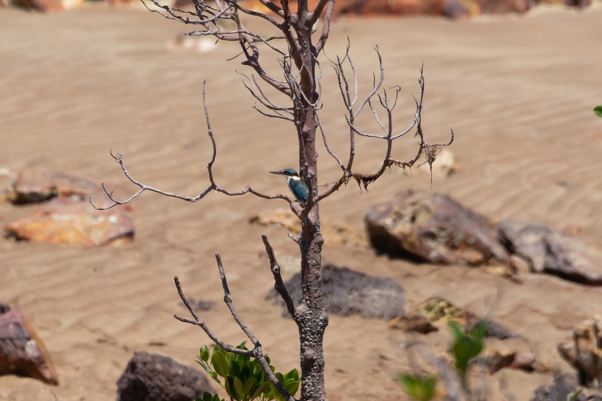 Sacred Kingfisher (Australasian) - ML624241118