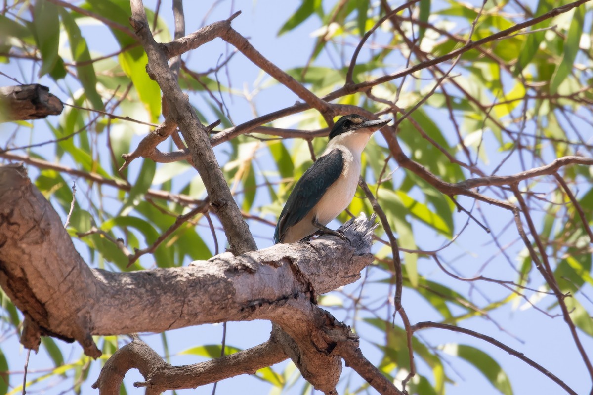 Sacred Kingfisher (Australasian) - ML624241119