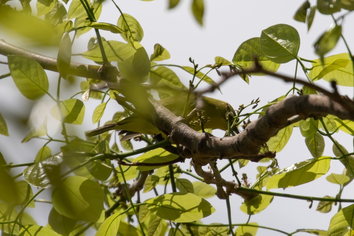 Australian Yellow White-eye - Anonymous