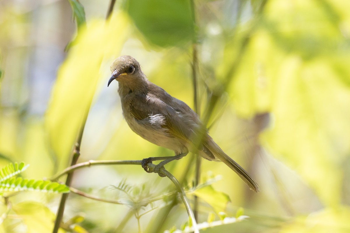 Brown Honeyeater - ML624241131