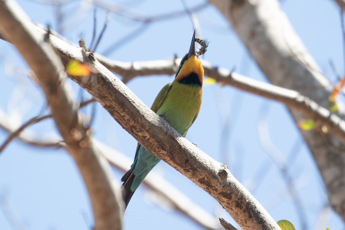 Rainbow Bee-eater - ML624241134