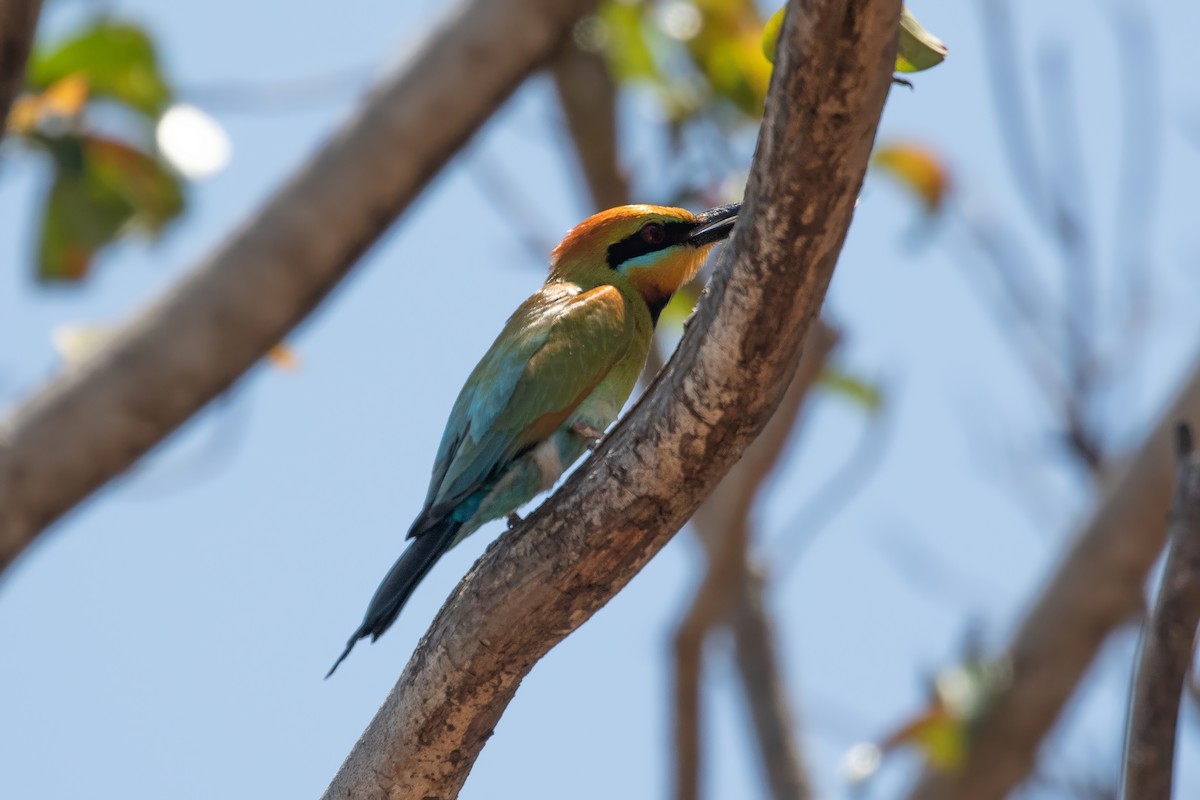 Rainbow Bee-eater - ML624241135