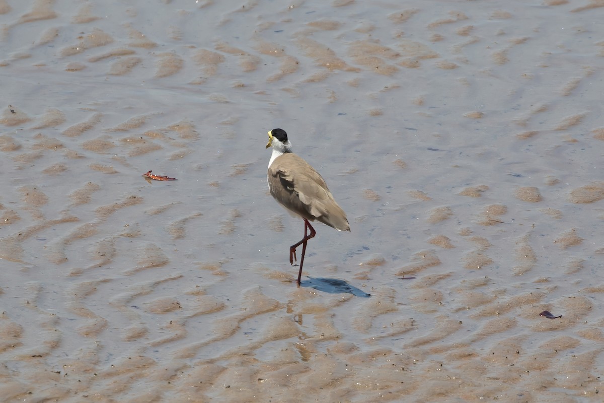 Masked Lapwing (Masked) - Anonymous