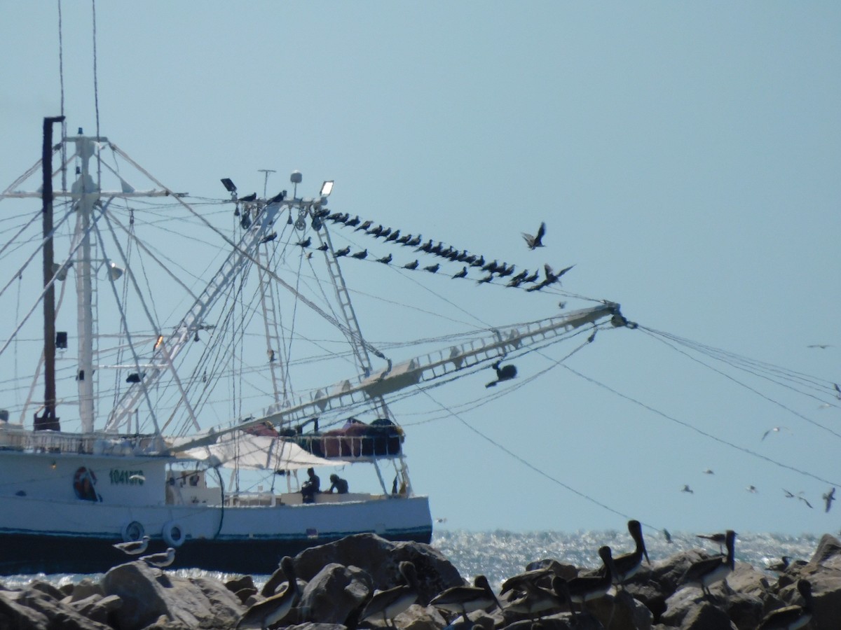 Magnificent Frigatebird - ML624241164