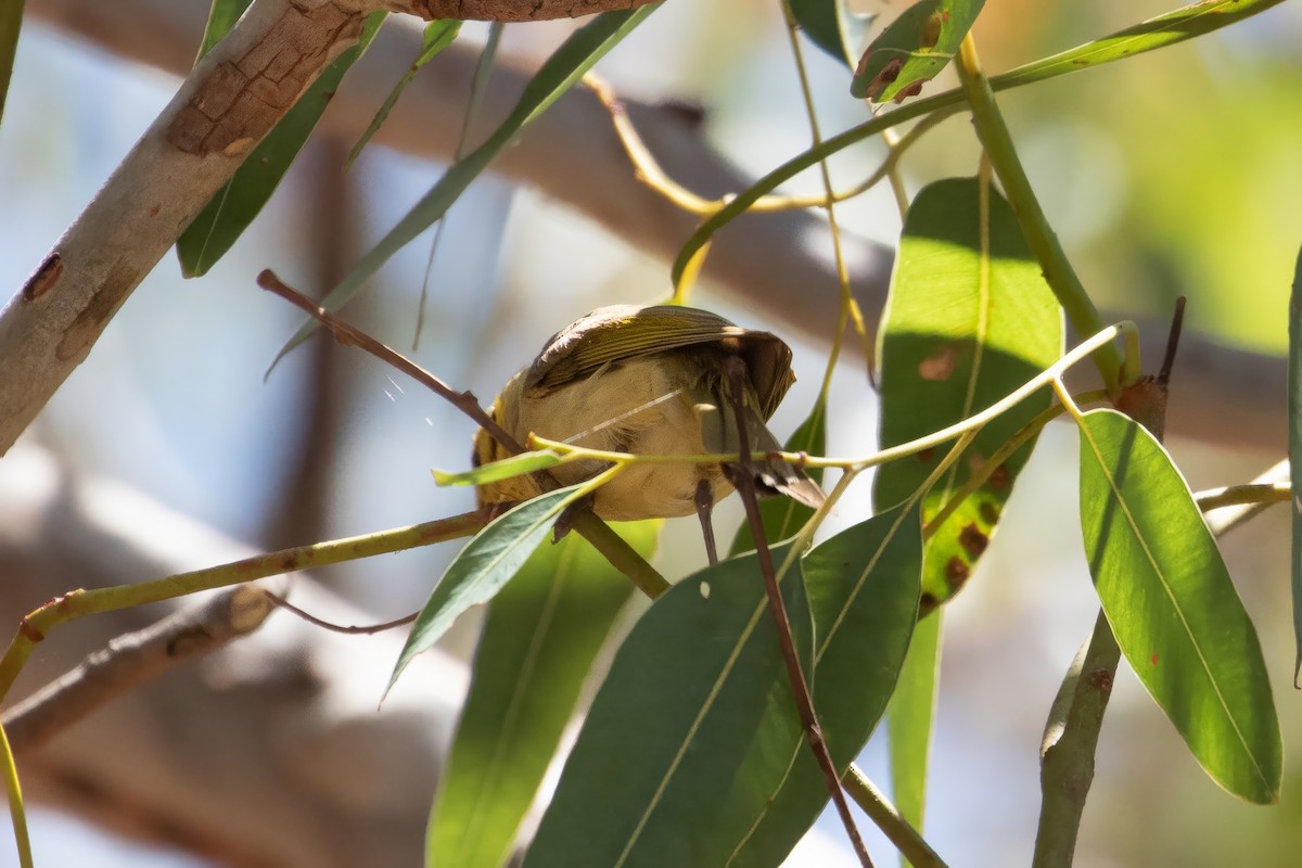 Yellow-tinted Honeyeater - ML624241165