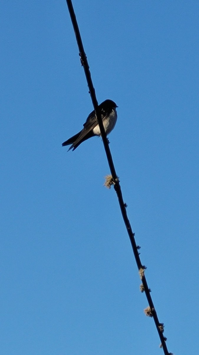 Blue-and-white Swallow - ML624241171
