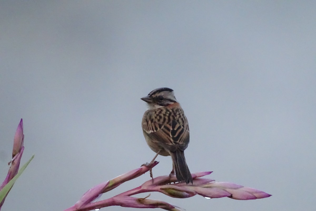 Rufous-collared Sparrow - ML624241179