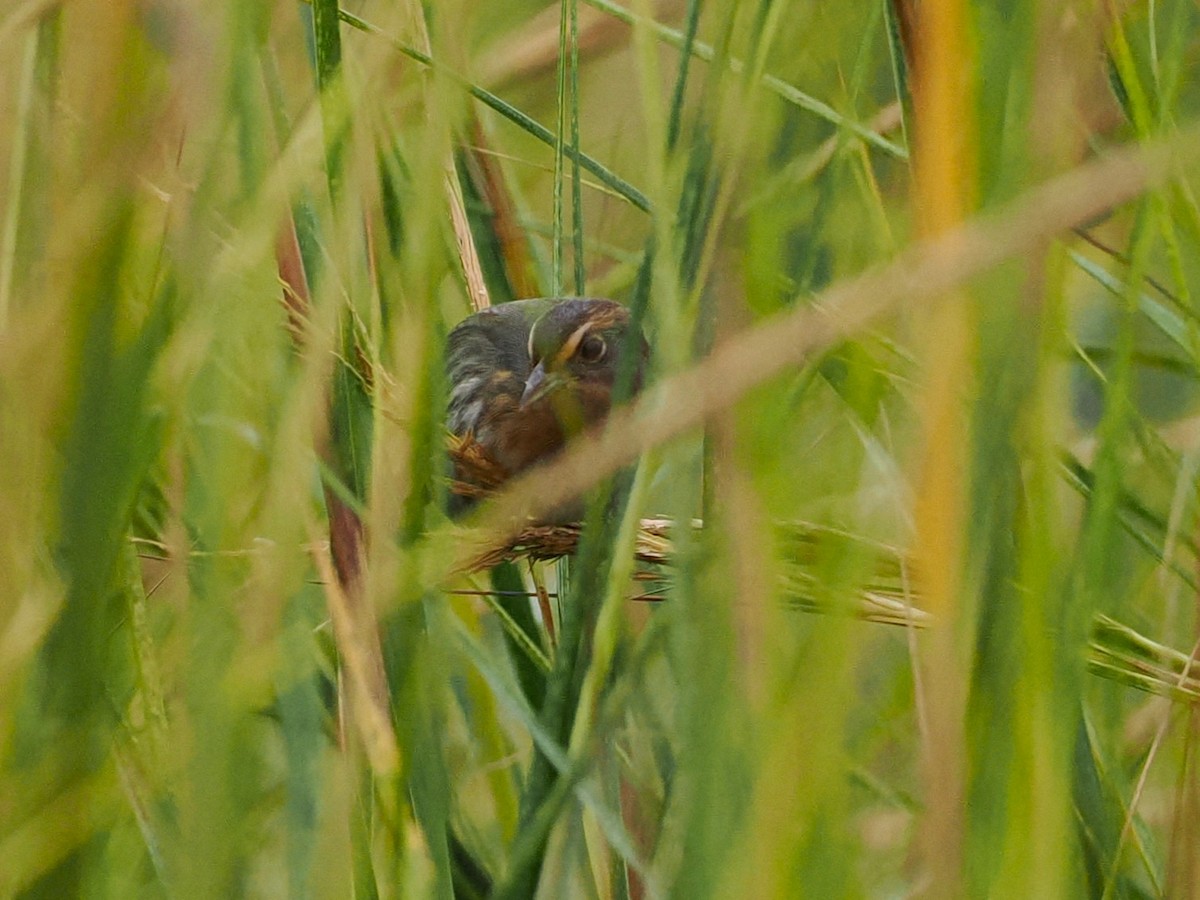 Nelson's Sparrow - ML624241191