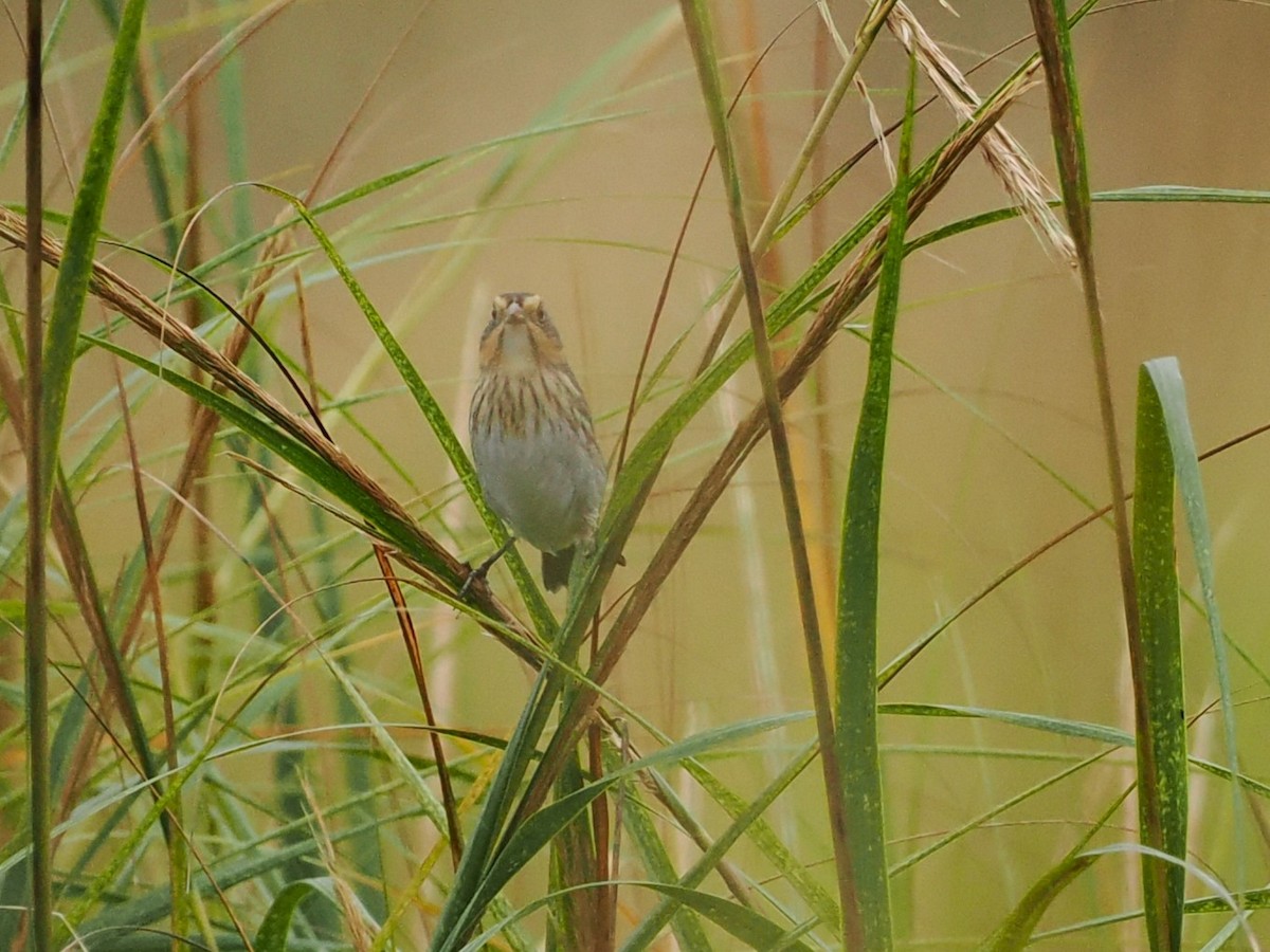 Saltmarsh Sparrow - ML624241196