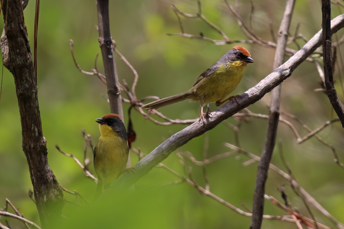 Rufous-capped Brushfinch - ML624241202