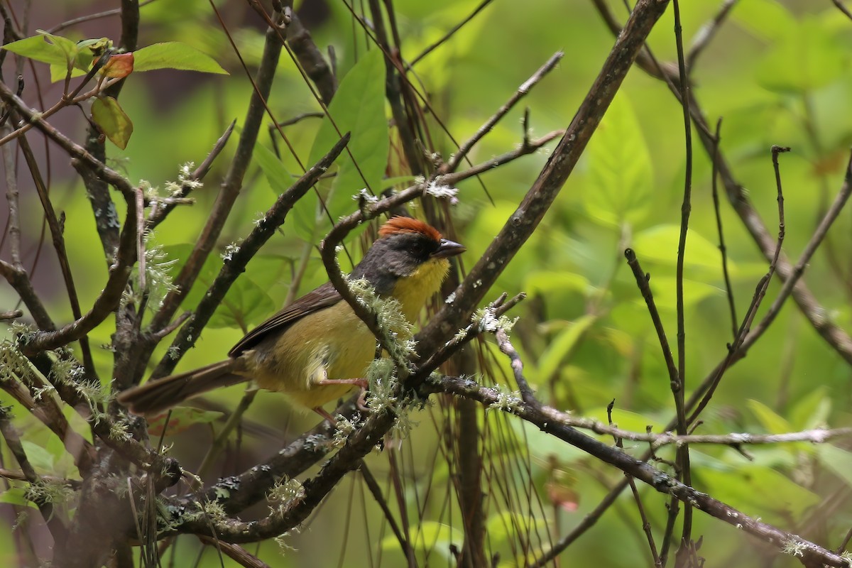 Rufous-capped Brushfinch - ML624241203