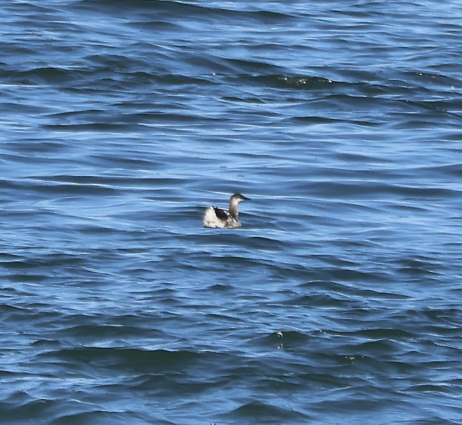 Guillemot à miroir - ML624241205