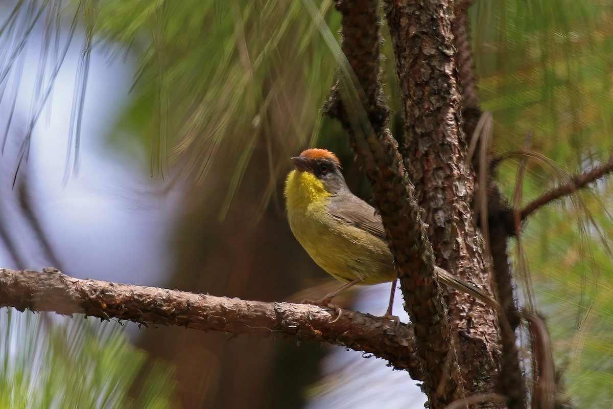 Rufous-capped Brushfinch - ML624241207