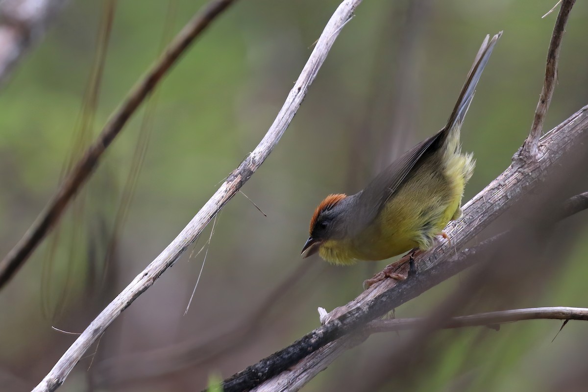 Rufous-capped Brushfinch - ML624241208