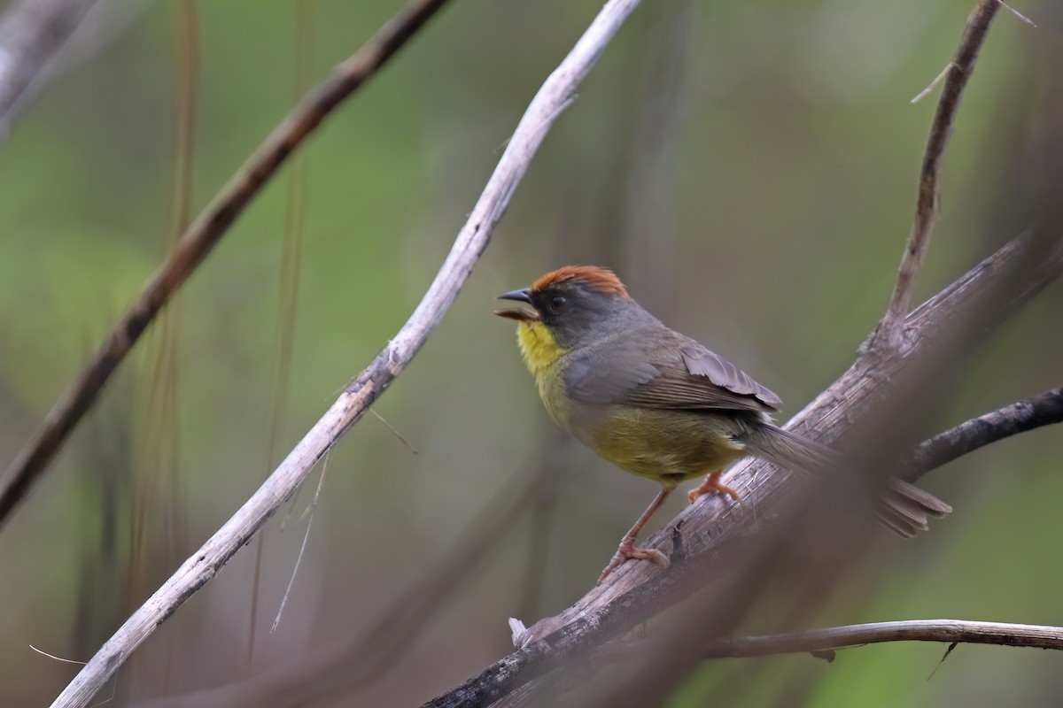 Rufous-capped Brushfinch - ML624241212