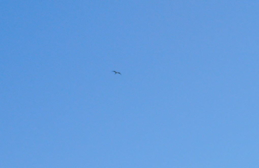 Magnificent Frigatebird - ML624241217