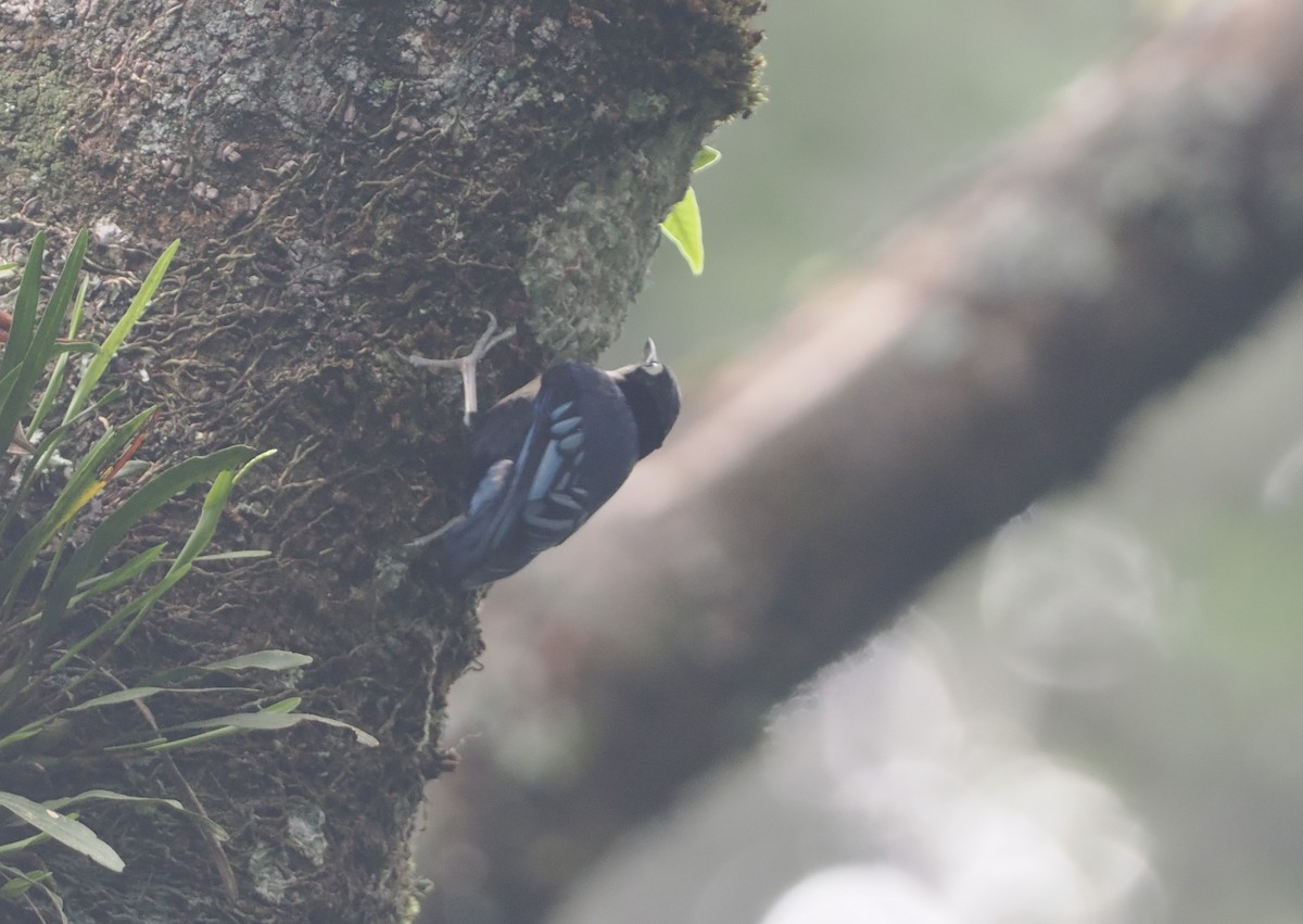 Blue Nuthatch - ML624241221