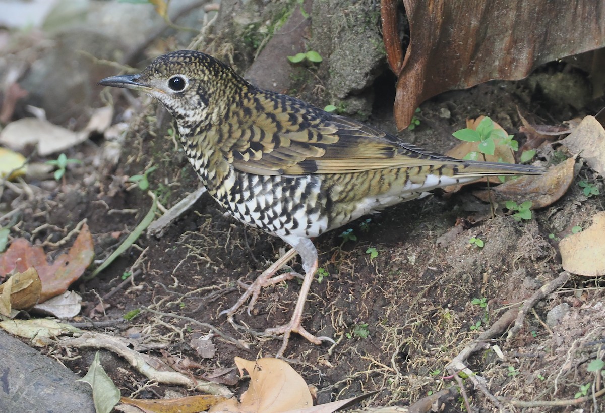 Scaly Thrush (Horsfield's) - ML624241246