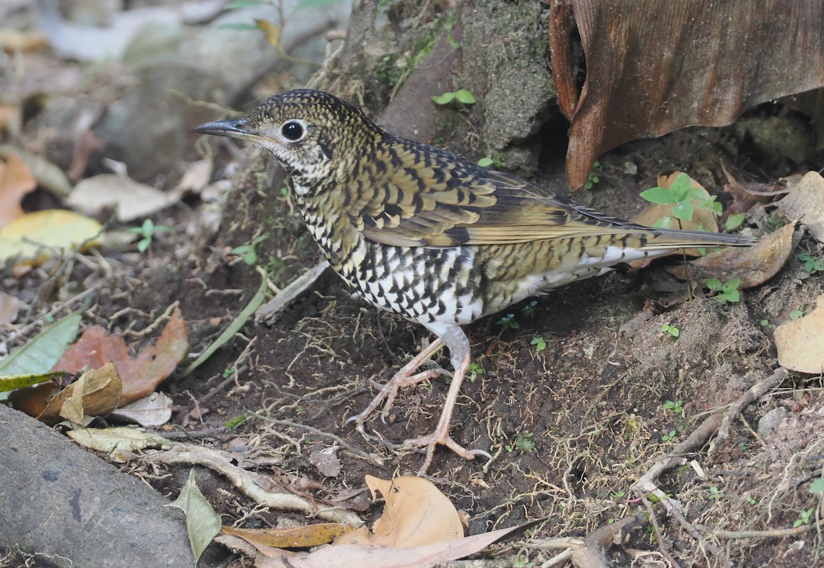 Scaly Thrush (Horsfield's) - ML624241252