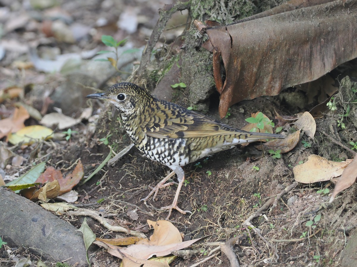 Scaly Thrush (Horsfield's) - ML624241255