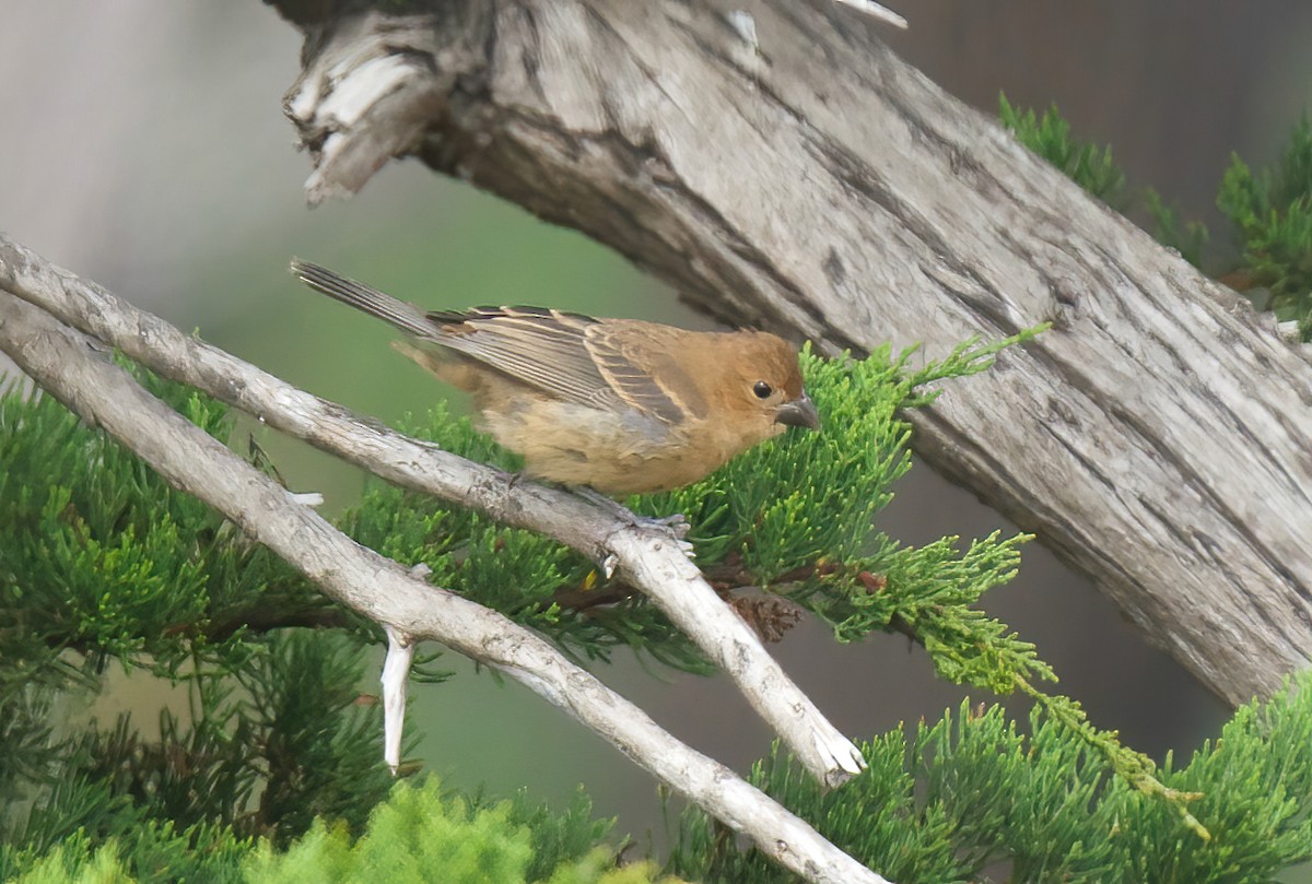 Blue Grosbeak - ML624241299