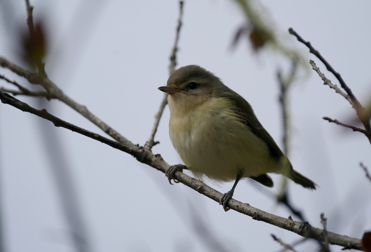 Warbling Vireo - ML624241302
