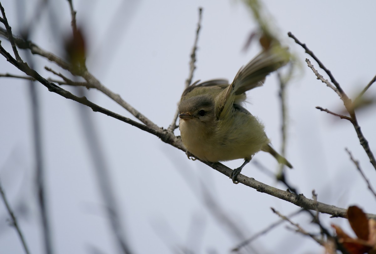 Warbling Vireo - ML624241303