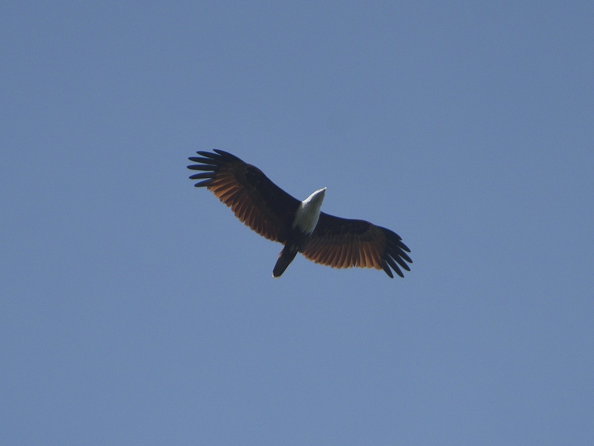 Brahminy Kite - ML624241352