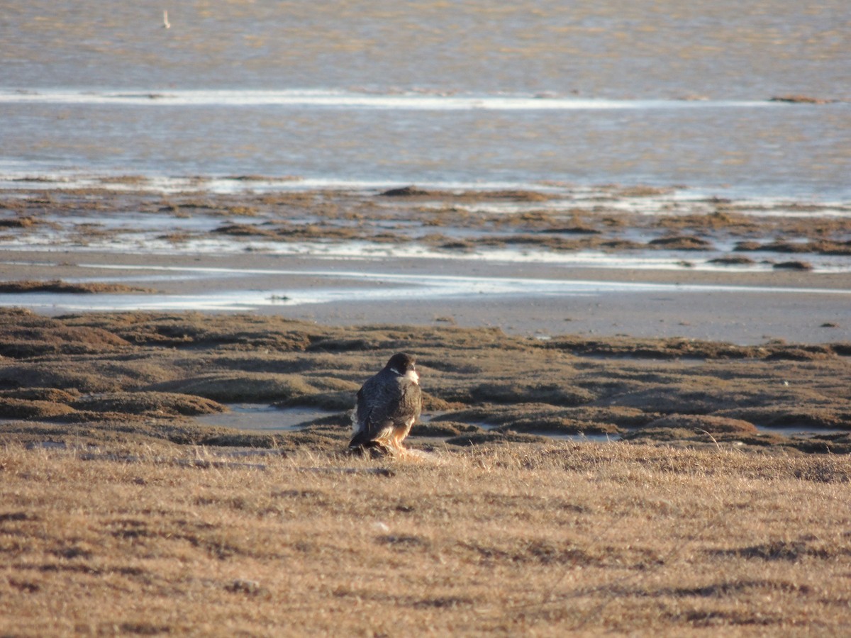 Peregrine Falcon - ML624241373