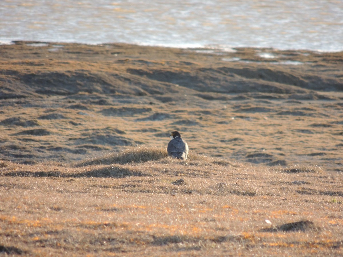 Peregrine Falcon - ML624241374