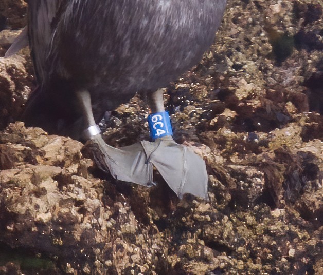 Brown Pelican - ML624241376