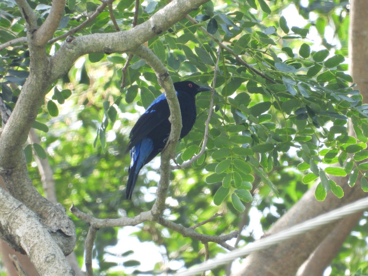 Asian Fairy-bluebird - ML624241386