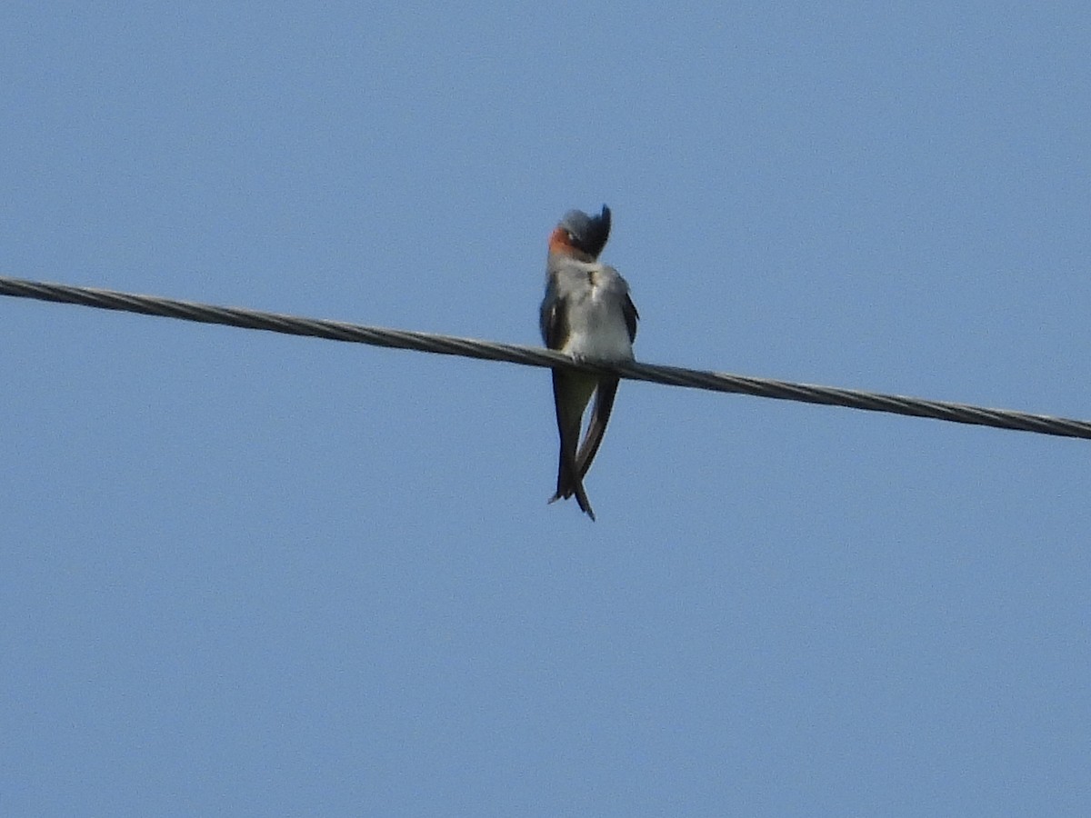 Crested Treeswift - ML624241396