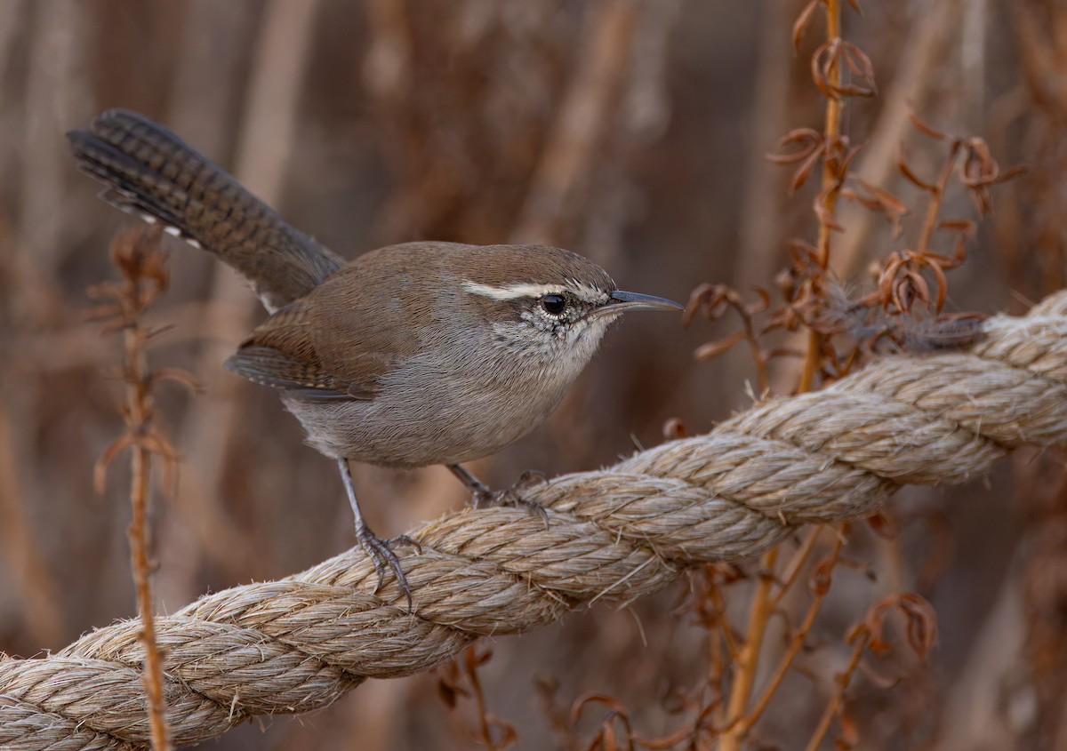 Bewick's Wren - Gavin Aquila