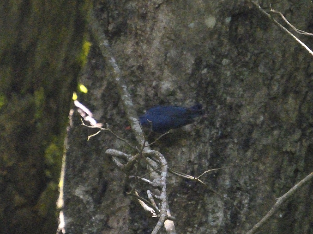 Velvet-fronted Nuthatch - ML624241439