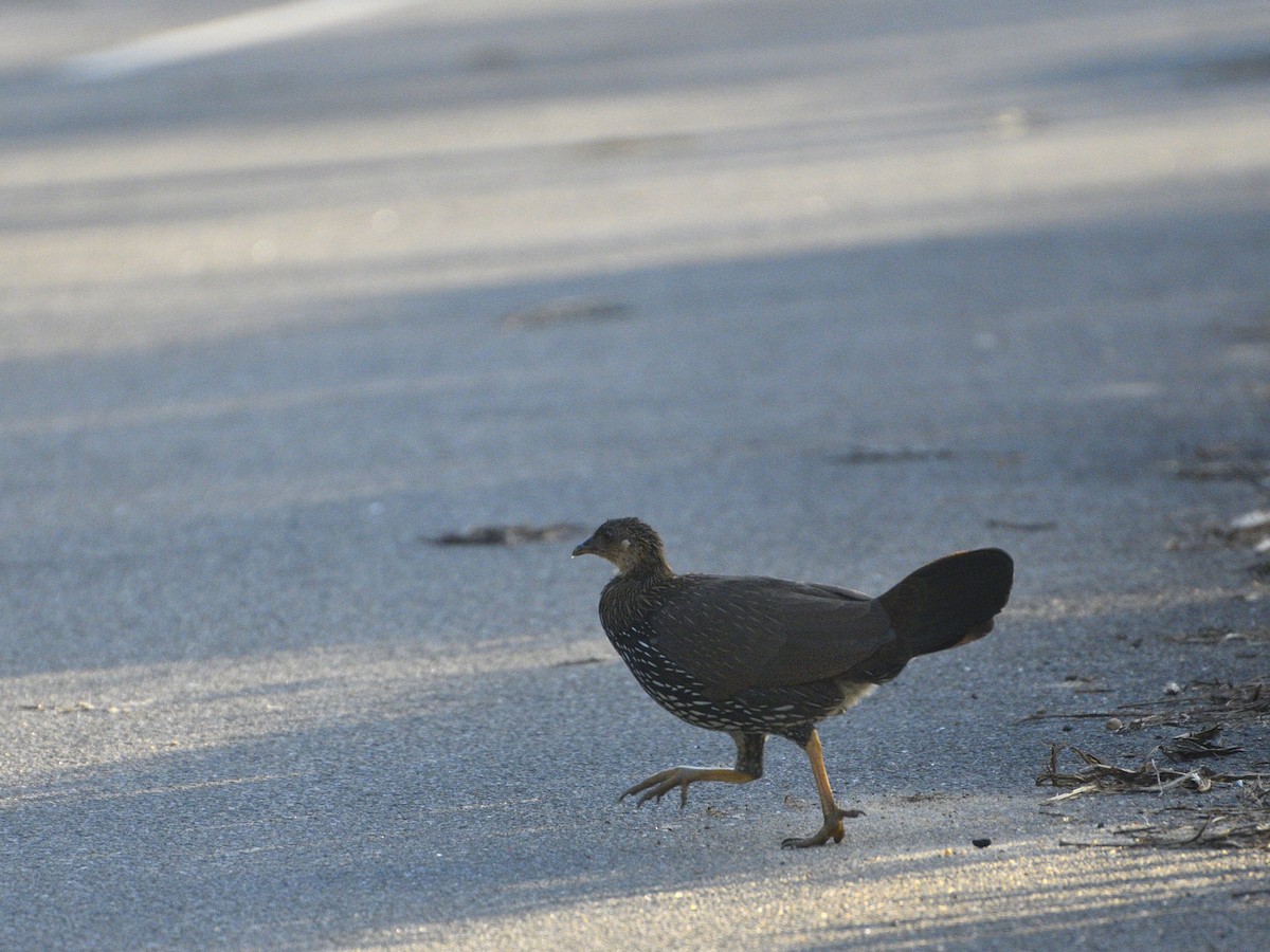 Gray Junglefowl - ML624241460