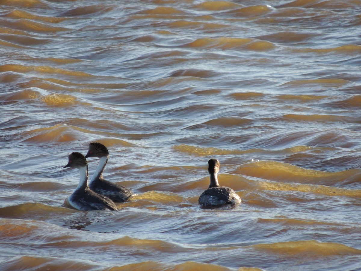 Silvery Grebe - ML624241462