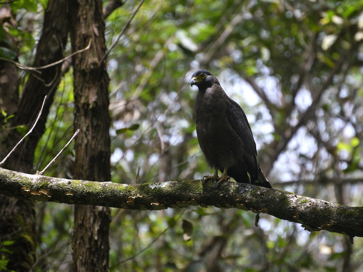 Crested Serpent-Eagle - ML624241463