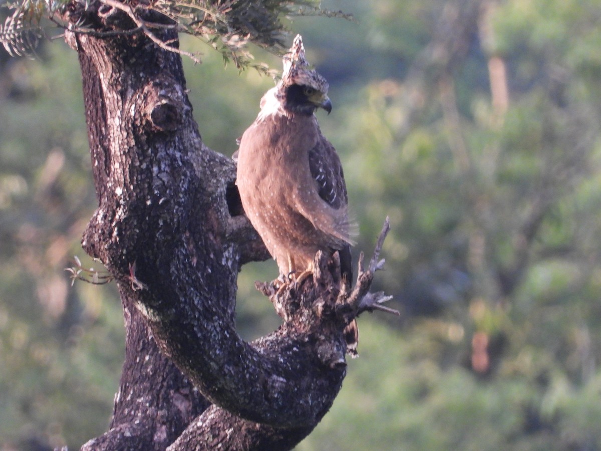 Crested Serpent-Eagle - ML624241464